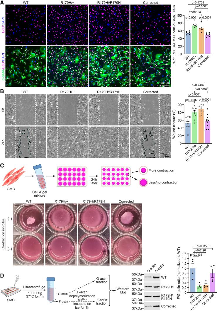 https://cdn.ncbi.nlm.nih.gov/pmc/blobs/7031/12356575/9d33bdbd7d49/cir-152-465-g002.jpg