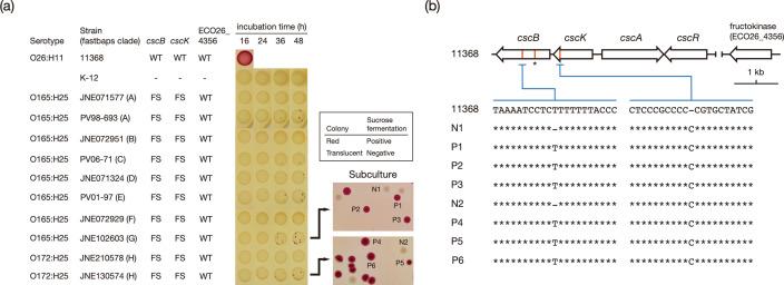 https://cdn.ncbi.nlm.nih.gov/pmc/blobs/7039/10132054/839d44e1c64c/mgen-9-959-g008.jpg
