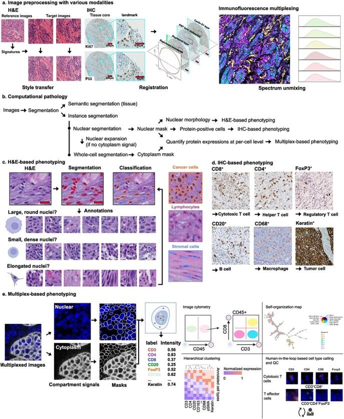 https://cdn.ncbi.nlm.nih.gov/pmc/blobs/703c/11343572/61b7628df0ac/bbae421f2.jpg