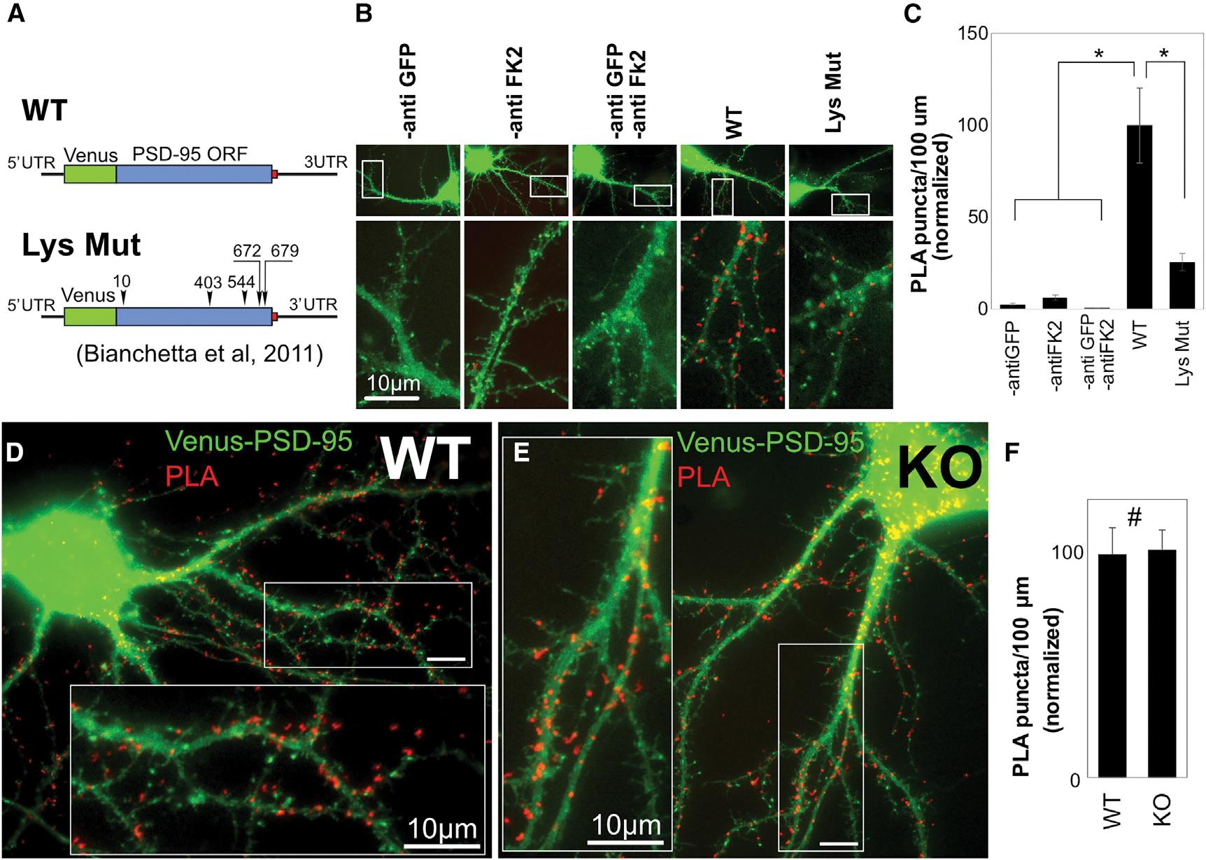 https://cdn.ncbi.nlm.nih.gov/pmc/blobs/703c/9795412/5f910082c4b8/nihms-1850761-f0006.jpg