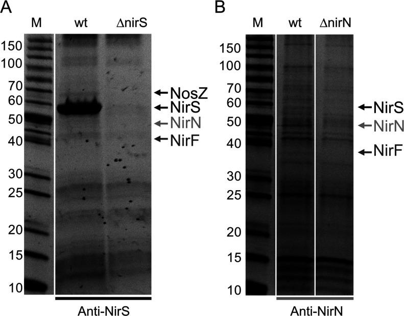 https://cdn.ncbi.nlm.nih.gov/pmc/blobs/703d/3694632/9707f1bac6a1/bsr2013-0043i004.jpg