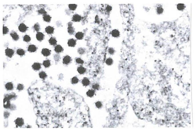 https://cdn.ncbi.nlm.nih.gov/pmc/blobs/703e/8635689/0d3019503076/gr6_lrg.jpg