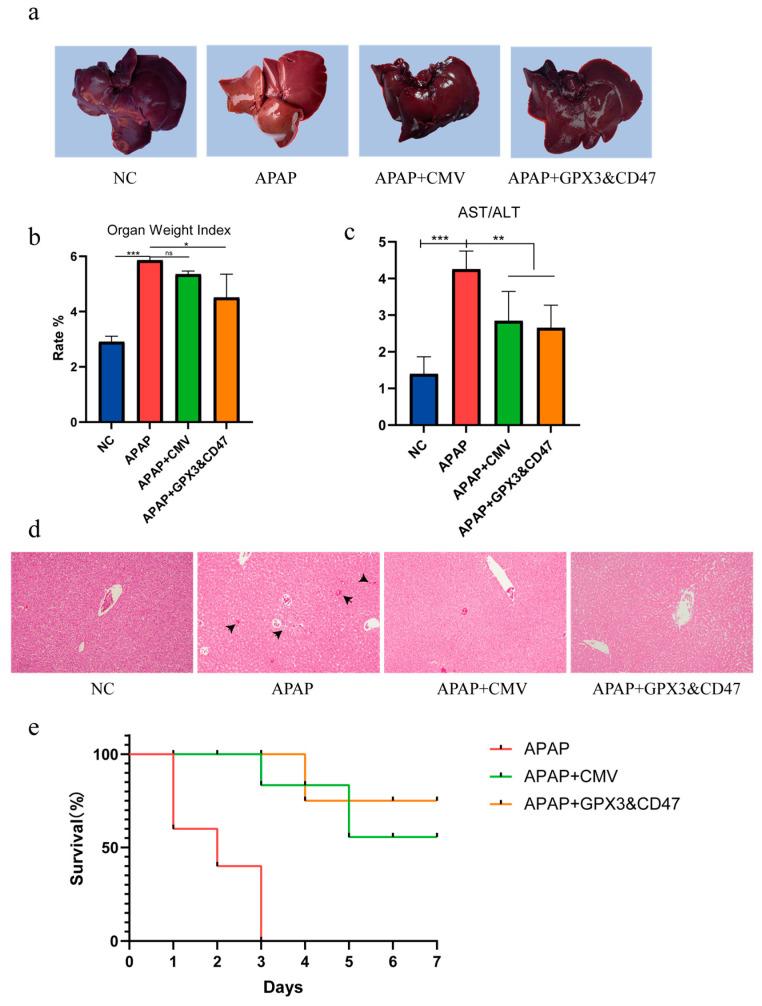 https://cdn.ncbi.nlm.nih.gov/pmc/blobs/703f/11861084/07b2dfeadbb7/vetsci-12-00149-g004.jpg