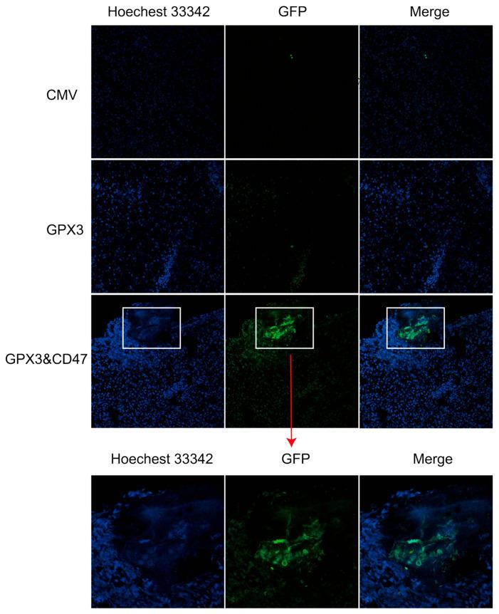 https://cdn.ncbi.nlm.nih.gov/pmc/blobs/703f/11861084/2338f07dc8dd/vetsci-12-00149-g008.jpg