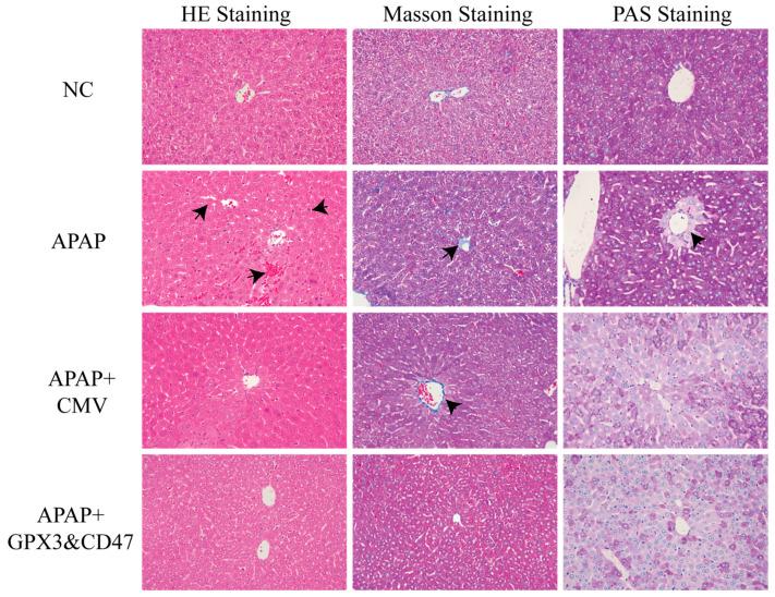 https://cdn.ncbi.nlm.nih.gov/pmc/blobs/703f/11861084/54fa08c77e76/vetsci-12-00149-g005.jpg