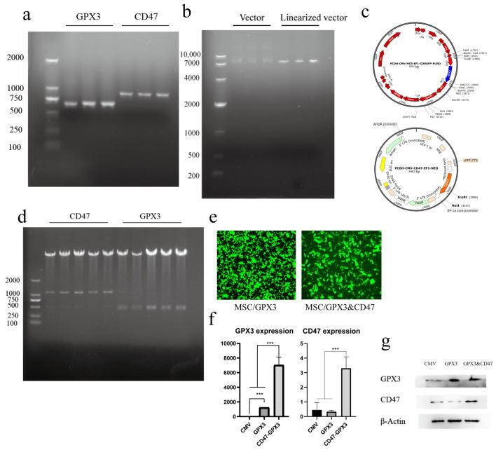 https://cdn.ncbi.nlm.nih.gov/pmc/blobs/703f/11861084/6f4a2e734162/vetsci-12-00149-g001.jpg
