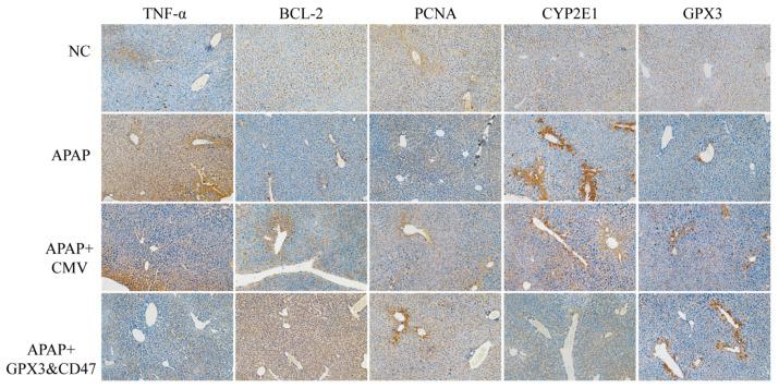 https://cdn.ncbi.nlm.nih.gov/pmc/blobs/703f/11861084/af751916806d/vetsci-12-00149-g006.jpg
