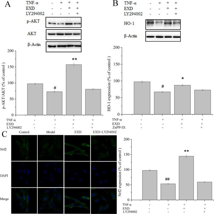 https://cdn.ncbi.nlm.nih.gov/pmc/blobs/703f/6748068/0235685b4445/fphar-10-00988-g005.jpg