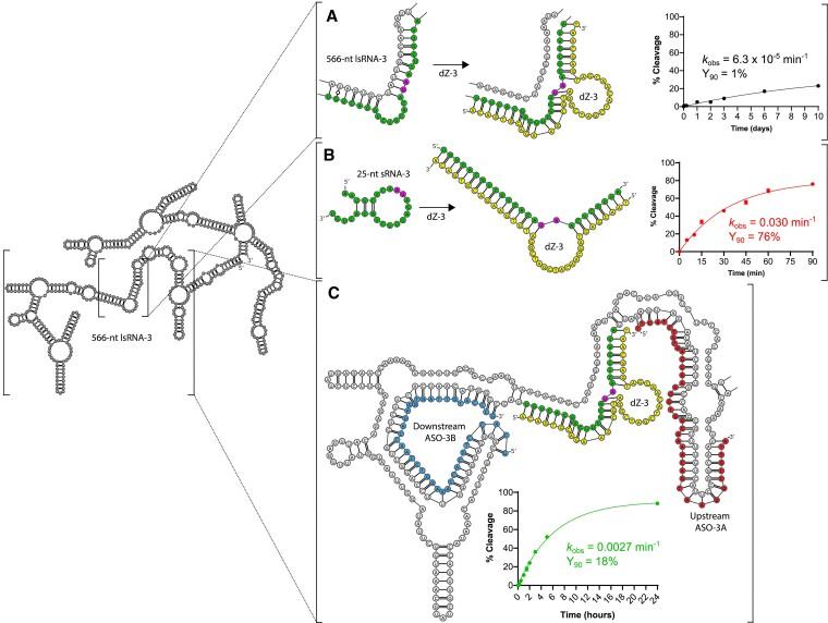 https://cdn.ncbi.nlm.nih.gov/pmc/blobs/7041/11472044/6f25d959d455/gkae778fig4.jpg