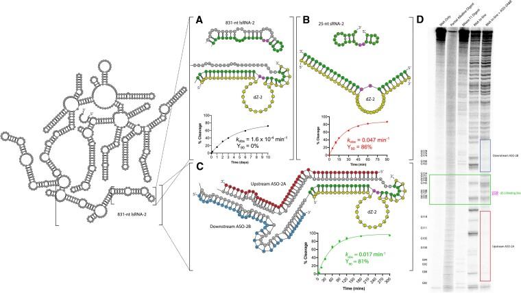 https://cdn.ncbi.nlm.nih.gov/pmc/blobs/7041/11472044/bb112e0928fb/gkae778fig3.jpg