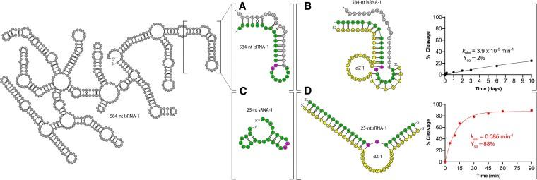 https://cdn.ncbi.nlm.nih.gov/pmc/blobs/7041/11472044/f345909165ee/gkae778fig1.jpg