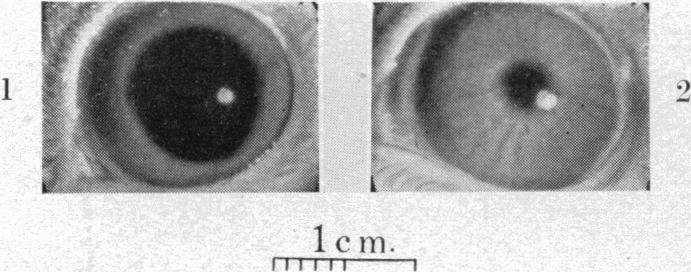 https://cdn.ncbi.nlm.nih.gov/pmc/blobs/7042/1392302/98332629562c/jphysiol01480-0067-c.jpg
