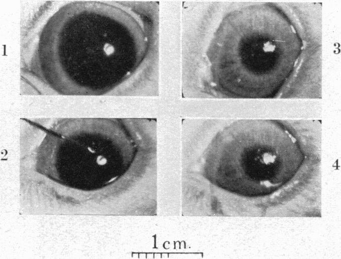 https://cdn.ncbi.nlm.nih.gov/pmc/blobs/7042/1392302/b0cb05dcde73/jphysiol01480-0067-b.jpg