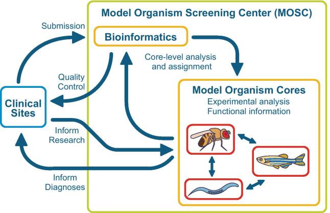 https://cdn.ncbi.nlm.nih.gov/pmc/blobs/7045/8103593/21bba216b881/13023_2021_1839_Fig2_HTML.jpg