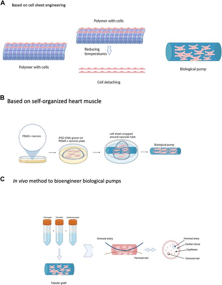 https://cdn.ncbi.nlm.nih.gov/pmc/blobs/7045/9895798/5d7a8c1fd9bd/fbioe-11-1061622-g004.jpg