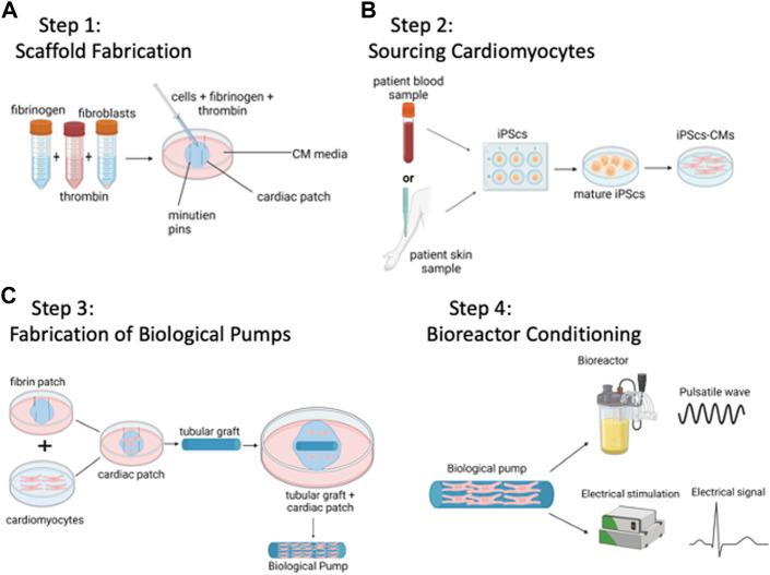 https://cdn.ncbi.nlm.nih.gov/pmc/blobs/7045/9895798/6ad4131c4f0a/fbioe-11-1061622-g001.jpg