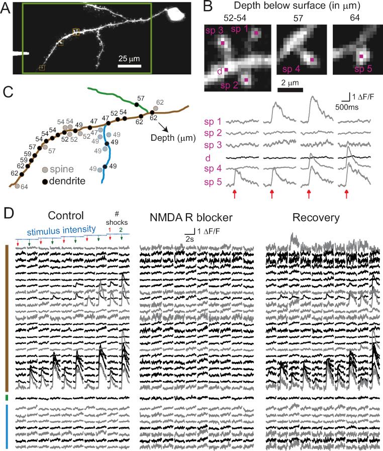 https://cdn.ncbi.nlm.nih.gov/pmc/blobs/7047/3889102/6933b4ff2063/gr4.jpg