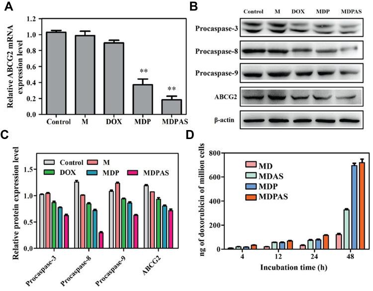 https://cdn.ncbi.nlm.nih.gov/pmc/blobs/7047/8019667/0ab891a4f843/IJN-16-2569-g0004.jpg