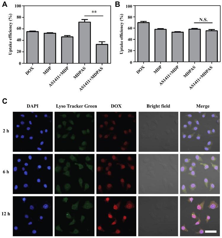 https://cdn.ncbi.nlm.nih.gov/pmc/blobs/7047/8019667/7498f819d0bc/IJN-16-2569-g0003.jpg