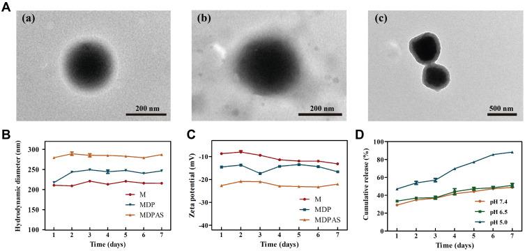 https://cdn.ncbi.nlm.nih.gov/pmc/blobs/7047/8019667/e4b83d04faab/IJN-16-2569-g0002.jpg