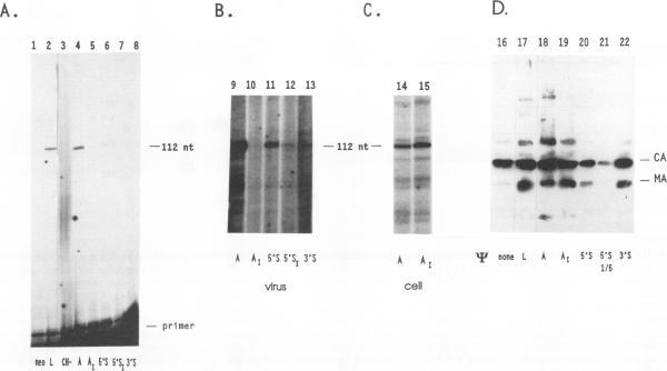 https://cdn.ncbi.nlm.nih.gov/pmc/blobs/704b/237350/b61e21d8b342/jvirol00022-0205-a.jpg