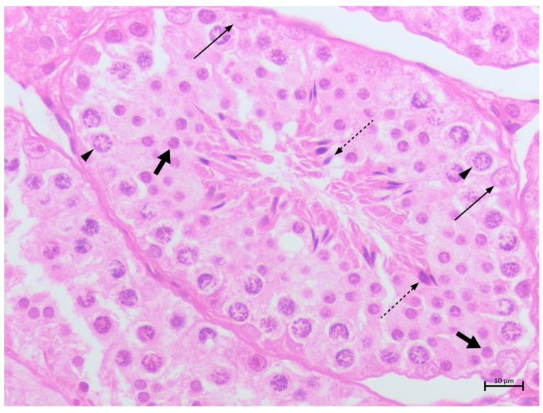 https://cdn.ncbi.nlm.nih.gov/pmc/blobs/7052/11394645/8e58845764df/animals-14-02619-g001.jpg