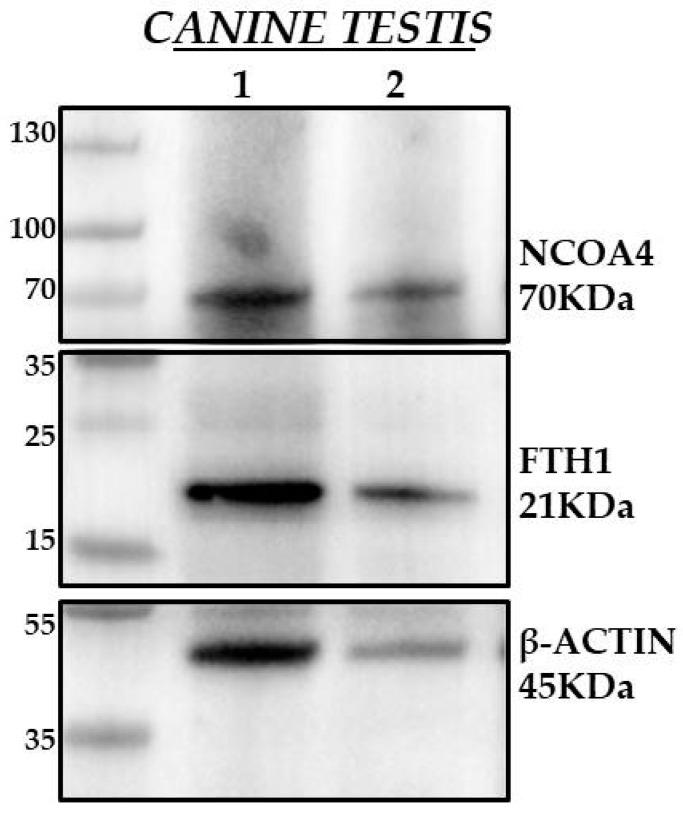 https://cdn.ncbi.nlm.nih.gov/pmc/blobs/7052/11394645/a7ca14801c5e/animals-14-02619-g007.jpg