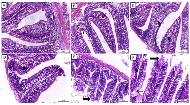 https://cdn.ncbi.nlm.nih.gov/pmc/blobs/705e/11273726/3e415517977e/biology-13-00486-g002.jpg