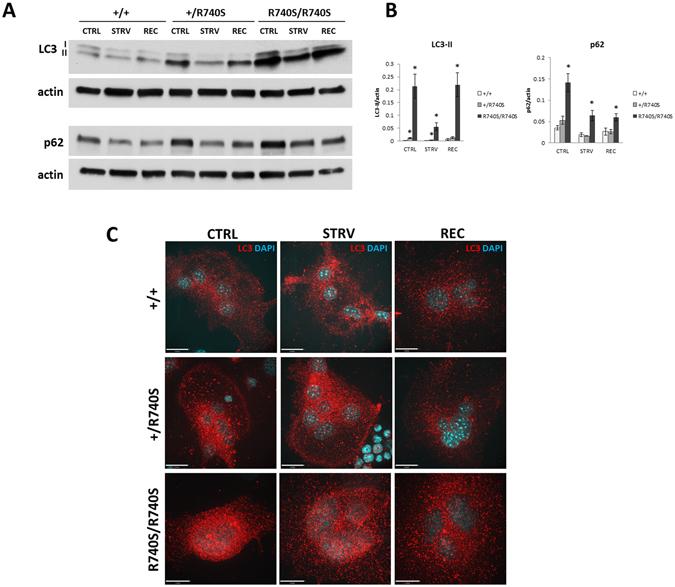 https://cdn.ncbi.nlm.nih.gov/pmc/blobs/7066/5462732/17b36912aa05/41598_2017_3494_Fig2_HTML.jpg