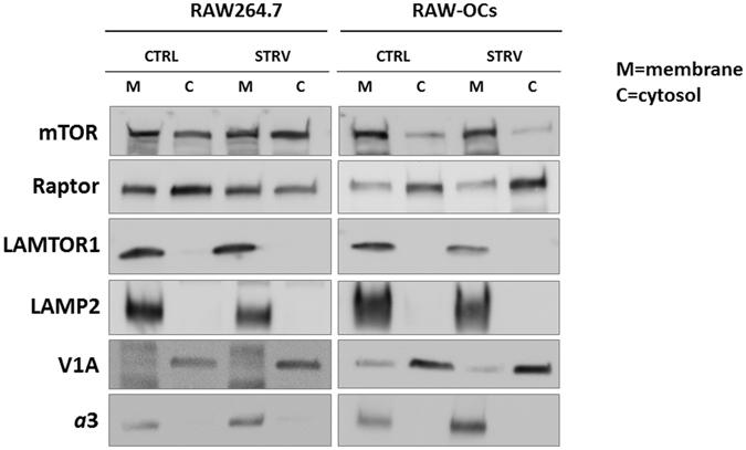 https://cdn.ncbi.nlm.nih.gov/pmc/blobs/7066/5462732/ce6a4c8ad41a/41598_2017_3494_Fig5_HTML.jpg