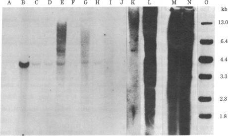 https://cdn.ncbi.nlm.nih.gov/pmc/blobs/7068/346102/e041161b6426/pnas00445-0293-a.jpg