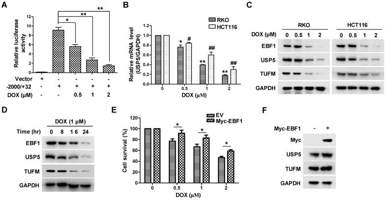 https://cdn.ncbi.nlm.nih.gov/pmc/blobs/706a/6592179/e67f58db9a93/thnov09p4208g007.jpg