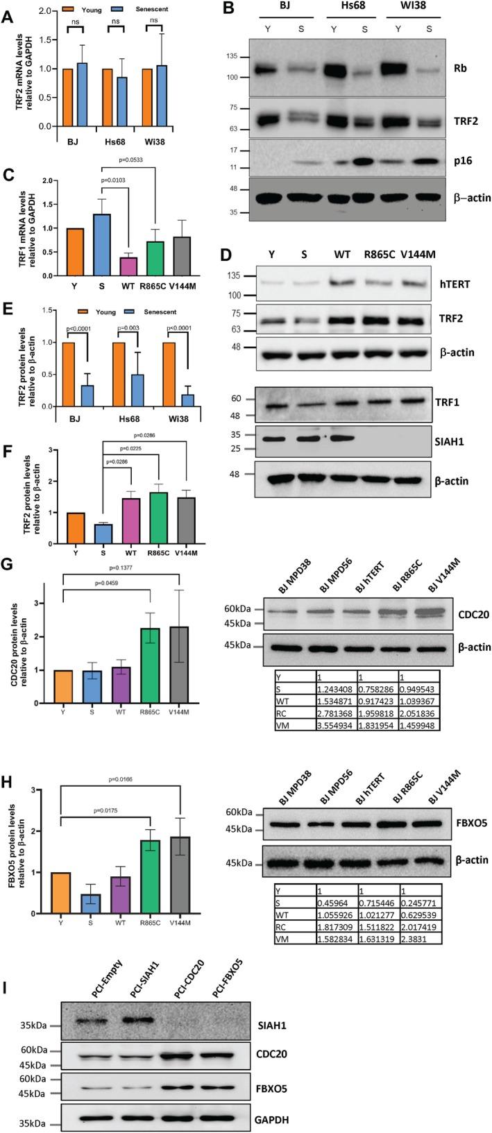 https://cdn.ncbi.nlm.nih.gov/pmc/blobs/706b/12341801/474e4eea7a5b/ACEL-24-e70105-g006.jpg