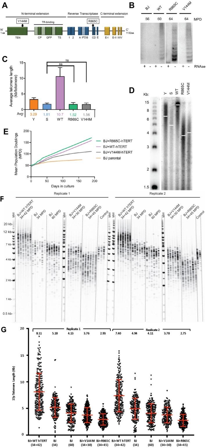 https://cdn.ncbi.nlm.nih.gov/pmc/blobs/706b/12341801/490b7a94136b/ACEL-24-e70105-g004.jpg