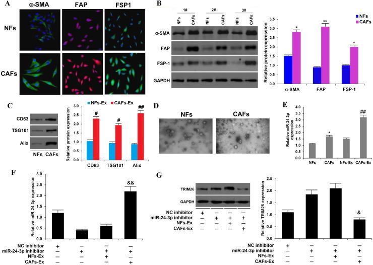 https://cdn.ncbi.nlm.nih.gov/pmc/blobs/706b/12355122/735abaa83ebd/gr6.jpg
