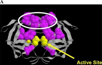 https://cdn.ncbi.nlm.nih.gov/pmc/blobs/706b/3185705/da16906402d1/viruses-03-00347f4a.jpg
