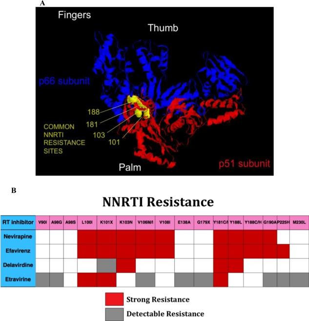 https://cdn.ncbi.nlm.nih.gov/pmc/blobs/706b/3185705/e289e477c7db/viruses-03-00347f3.jpg