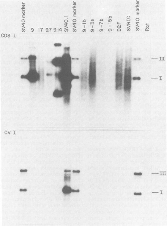 https://cdn.ncbi.nlm.nih.gov/pmc/blobs/706e/256919/310d8576ed64/jvirol00159-0112-a.jpg