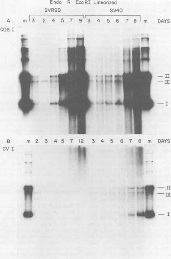 https://cdn.ncbi.nlm.nih.gov/pmc/blobs/706e/256919/63cf816ceefb/jvirol00159-0109-a.jpg