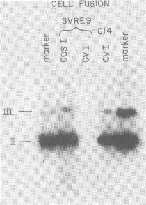 https://cdn.ncbi.nlm.nih.gov/pmc/blobs/706e/256919/feb3ad19ed94/jvirol00159-0108-a.jpg
