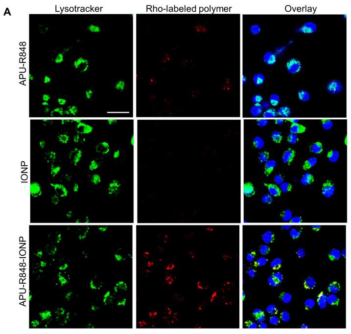 https://cdn.ncbi.nlm.nih.gov/pmc/blobs/706f/12250821/705699985da0/nanomaterials-15-01006-g003a.jpg