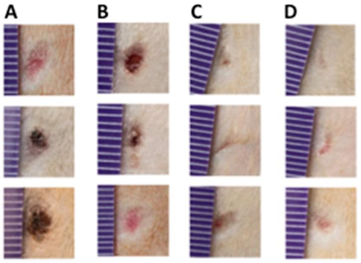 https://cdn.ncbi.nlm.nih.gov/pmc/blobs/7070/11764813/195b00c9c0e4/gels-11-00036-g010.jpg