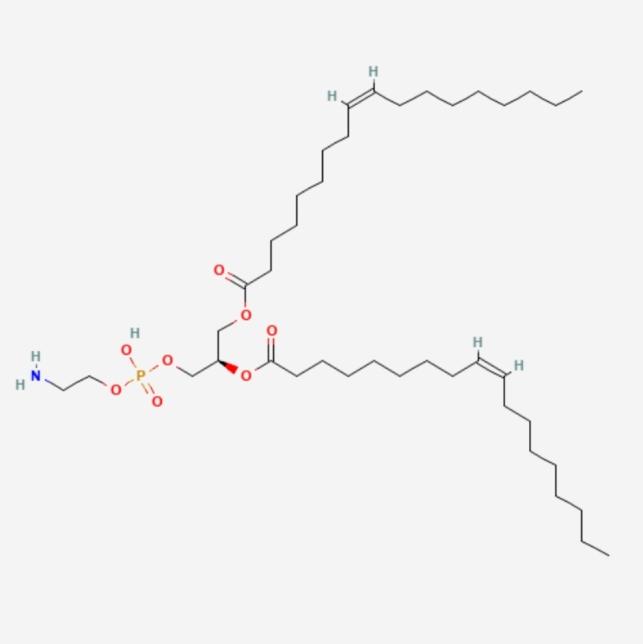 https://cdn.ncbi.nlm.nih.gov/pmc/blobs/7075/12328551/a100986dd8e8/12032_2025_2939_Fig5_HTML.jpg