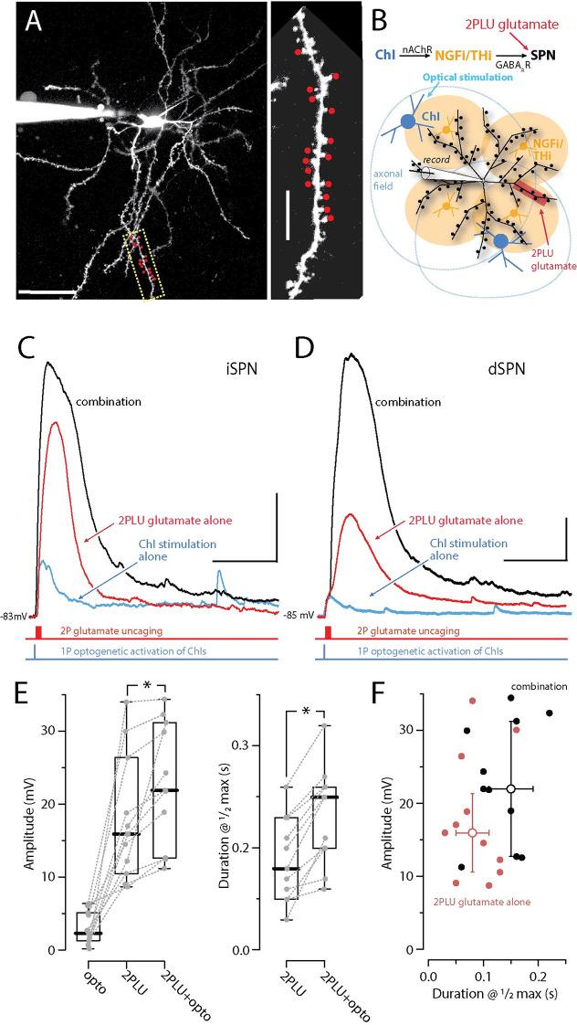 https://cdn.ncbi.nlm.nih.gov/pmc/blobs/707b/10830145/76b921eb5040/pbio.3002483.g004.jpg
