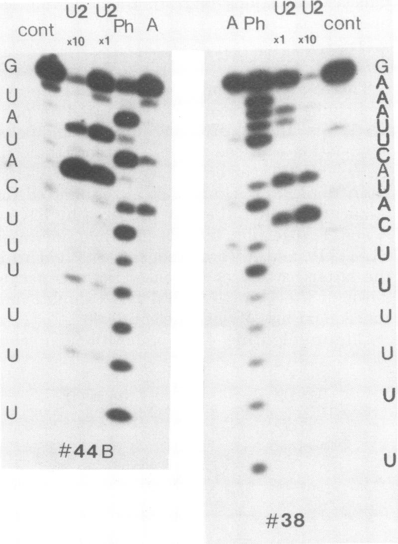 https://cdn.ncbi.nlm.nih.gov/pmc/blobs/707b/288607/33f7d08b4e98/jvirol00170-0252-a.jpg