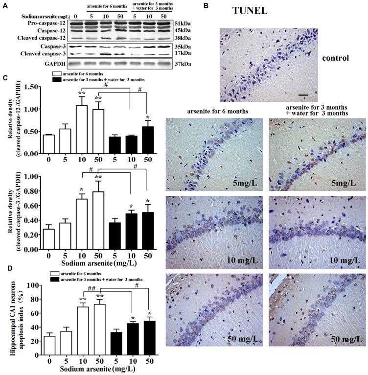 https://cdn.ncbi.nlm.nih.gov/pmc/blobs/707c/5594089/1f43fb774abf/fnmol-10-00286-g0008.jpg