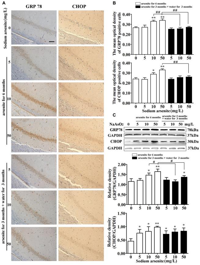 https://cdn.ncbi.nlm.nih.gov/pmc/blobs/707c/5594089/90935e7b1d17/fnmol-10-00286-g0007.jpg