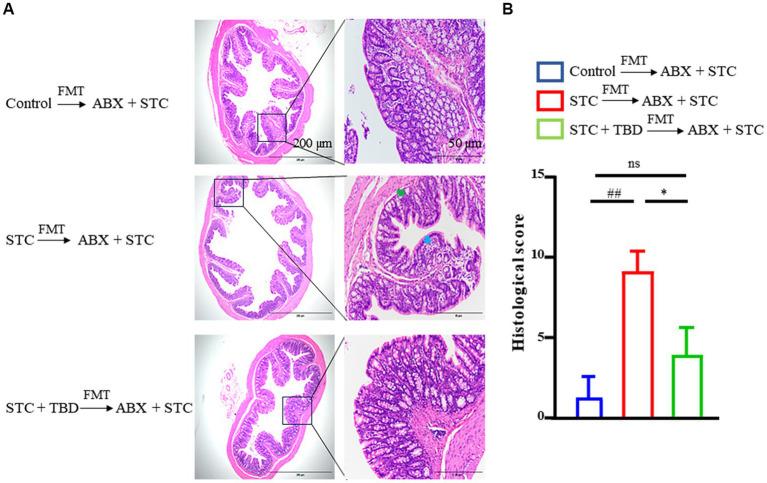 https://cdn.ncbi.nlm.nih.gov/pmc/blobs/707d/10822989/38481bc1f4ae/fmicb-14-1296163-g004.jpg