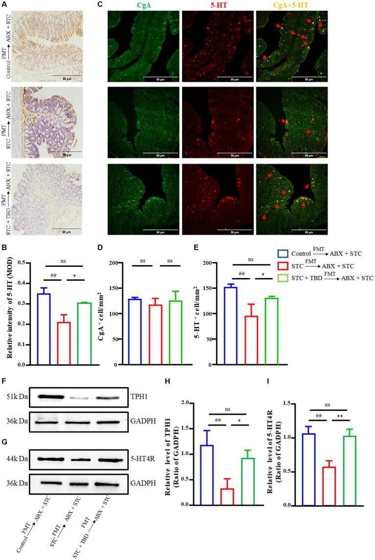 https://cdn.ncbi.nlm.nih.gov/pmc/blobs/707d/10822989/c3bc6329070c/fmicb-14-1296163-g005.jpg