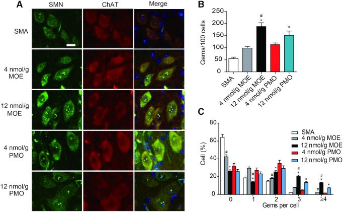 https://cdn.ncbi.nlm.nih.gov/pmc/blobs/7081/7102994/97c1c9a0391a/gkaa126fig6.jpg